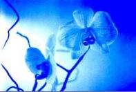 orchid2a1